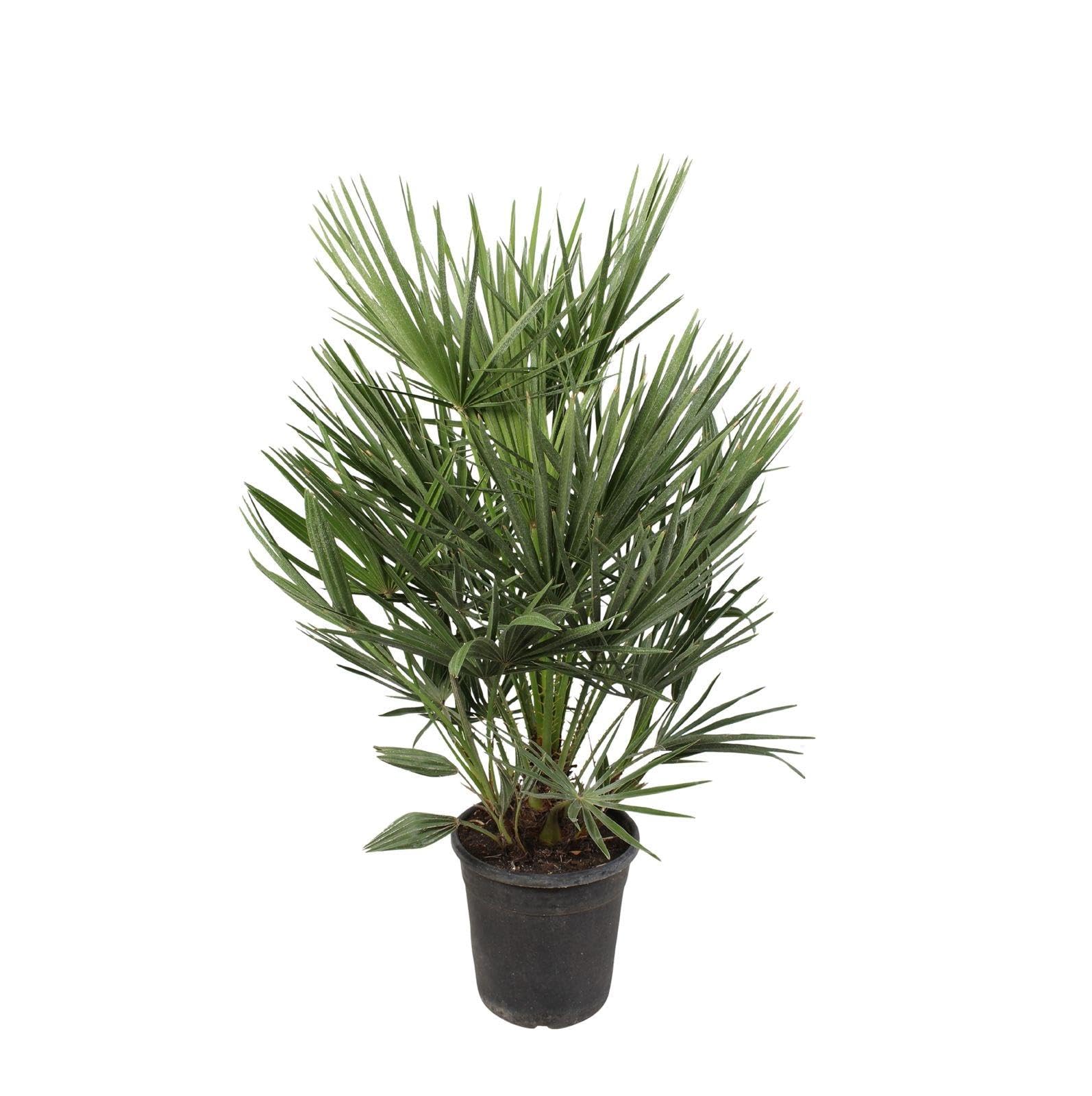 Chamaerops Humilis - 90-100cm - Ø21cm - Planta de jardín