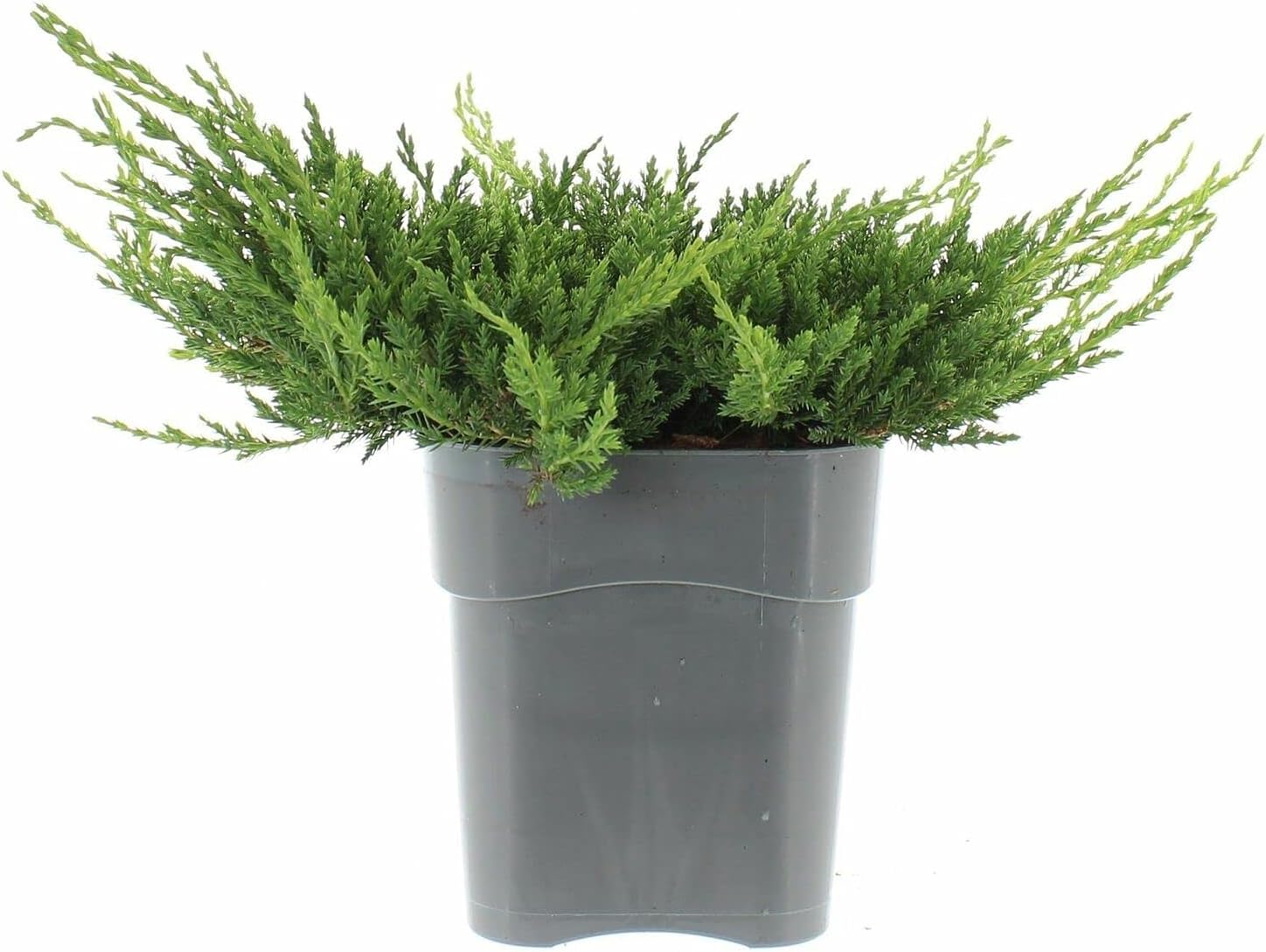 Juniperus Prince of Wales Creeping Juniper 1Gallon A+