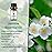 yethious Jasmine Sandalwood Essential Oil 100% Pure Organic Essential Oil Set for Aromatherapy Diffuser, Soap, Candle Making