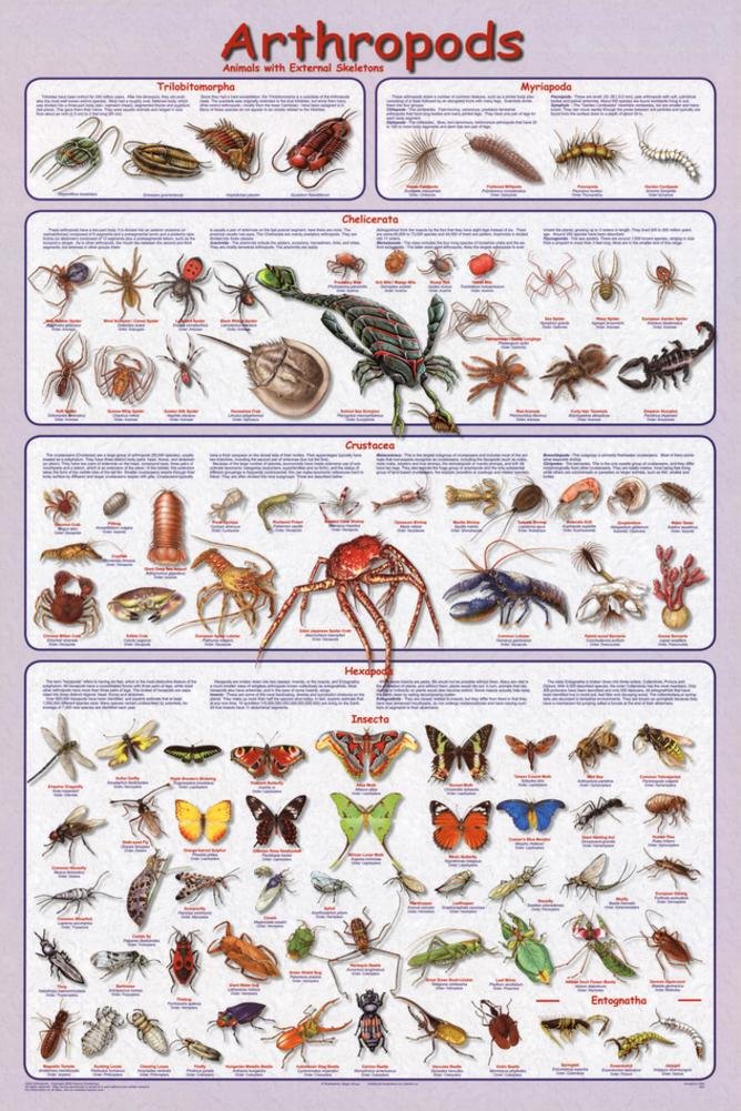 (24x36) Laminated Arthropods Insect Educational Science Chart Poster