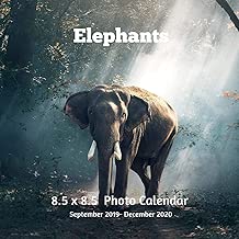 Elephants 8.5 X  8.5 Calendar September 2019 -December 2020: Monthly Calendar with U.S./UK/ Canadian/Christian/Jewish/Muslim Holidays-Elephant Animals Nature