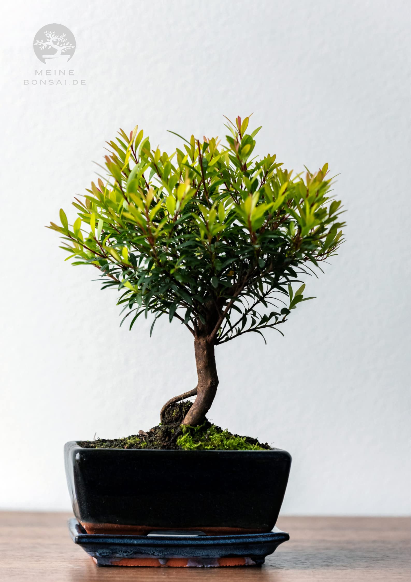 Syzygium Bonsai (ca 8 Order 10 Jahre) (Ca. 8 Jahre)