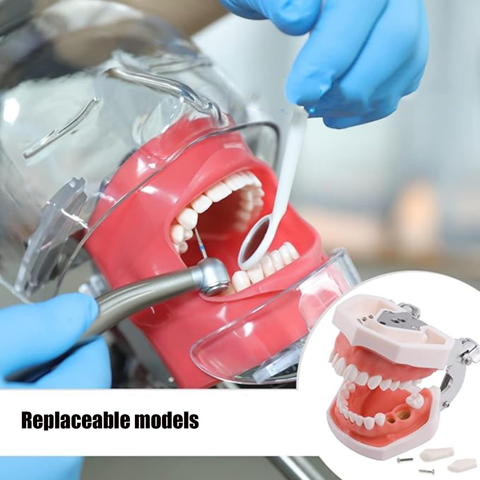 Simulatore Dentale, Modello Di Testa Di Manichino, Modello Di Denti, Simulatore Di Bocca, Simulatore Per Dentisti, Assistenti Dentali E Igienisti A
