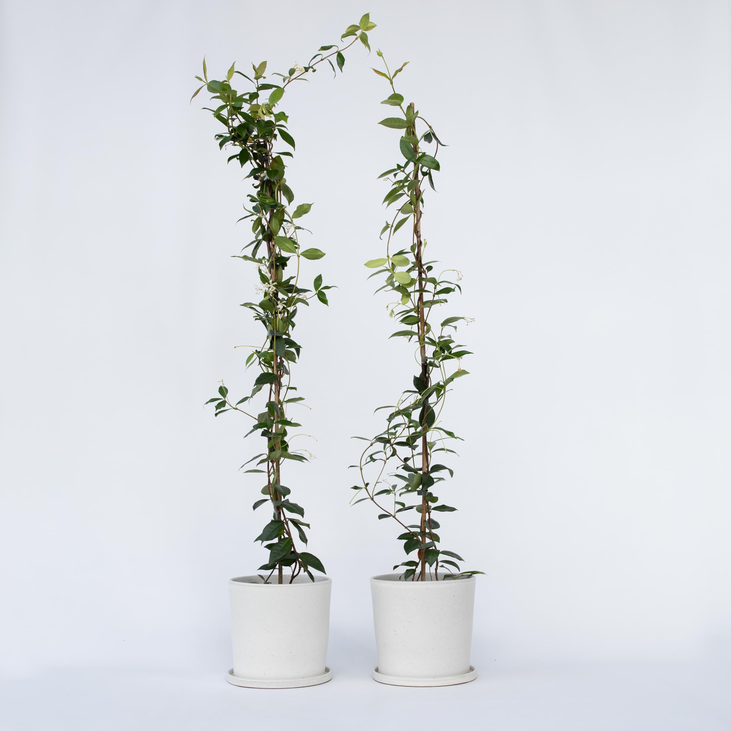 Plant in a Box - Trachelospermum jasminoides - Set de 2 - XL Jasmin etoile grimpant - Fleurs blanc - Pot 17cm - Hauteur 110-120cm