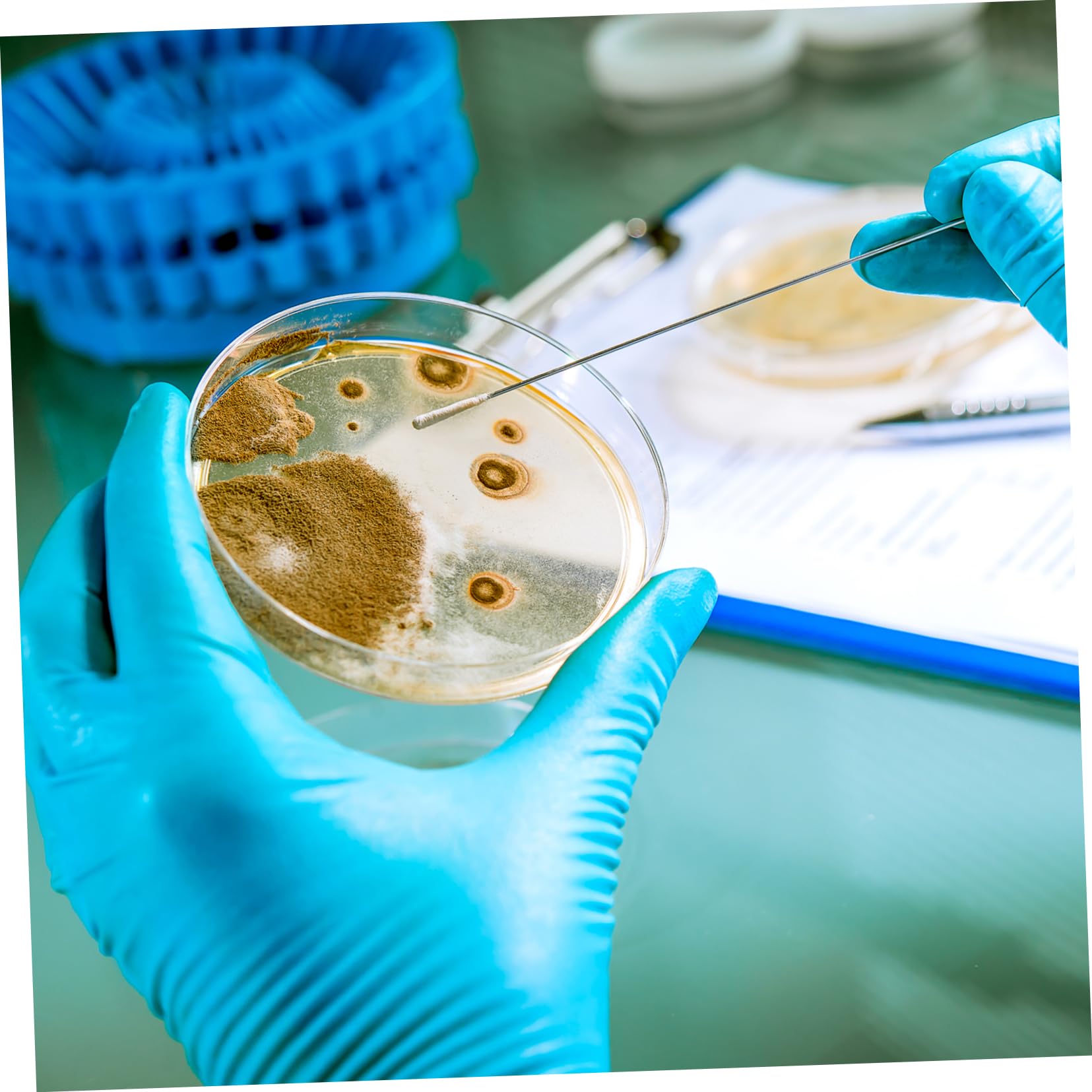 SOLUSTRE Piastre Petri Con Agar Preconfezionate 7X7X0.8 Pollici Kit 20 Pezzi Strumenti Scientifici Per Coltura in Laboratorio Piatti Nutrienti Per Esperimenti Stem Scuola