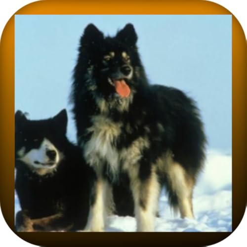 أشرس كلاب الهاسكي