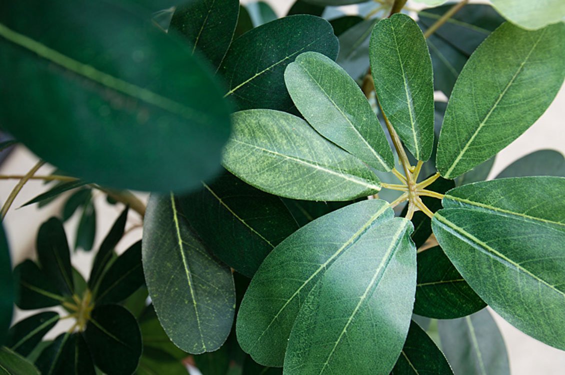 Amazon.co.jp: 神戸花物語(Kobe Flower Story) フェイクグリーン 観葉