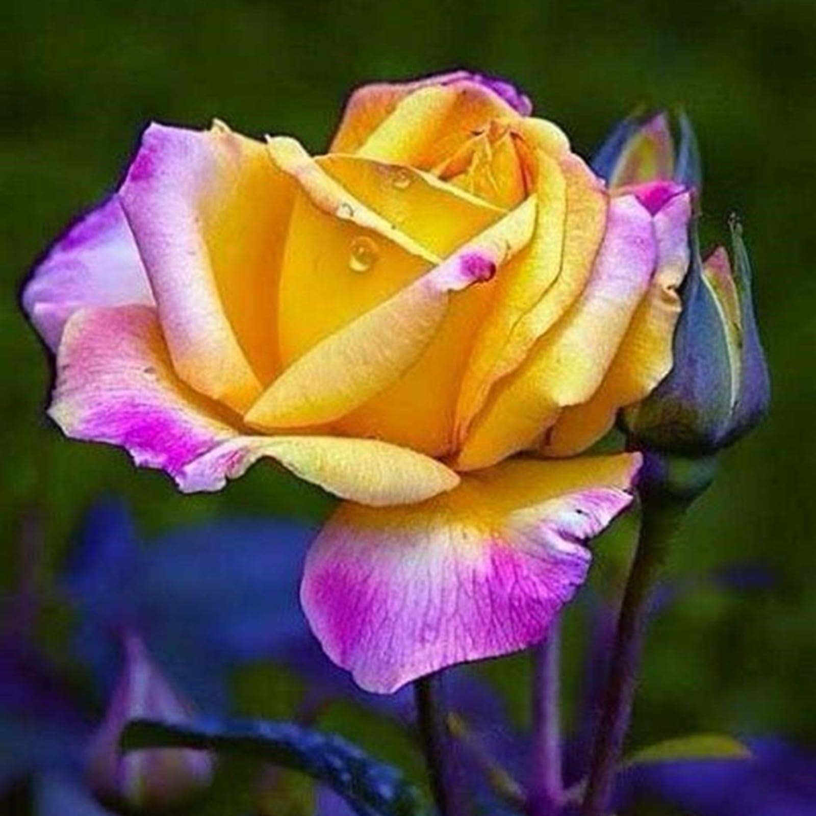 Unique Rose Bulbs for Planting Now UK Ornamental Perennial Natural Organic Excellent Good for Containers Cold-Resistant Easy Plant Display Greening Flower-5bulbs-L — image 1