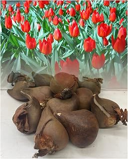 GARTHWAITE NURSERIES® : - UK Stockist : - 50 Praestans Fusilier Miniature Specie Tulip Bulbs Dwarf Red Multi-Headed Hardy Spring Perennial