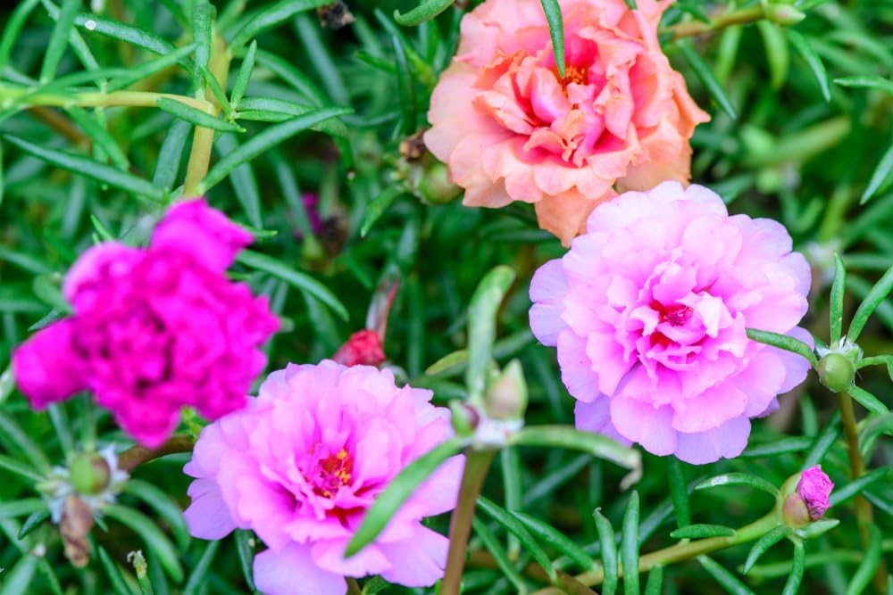 Portulaca Double Mix 200 Seeds,Moss Rose Seeds