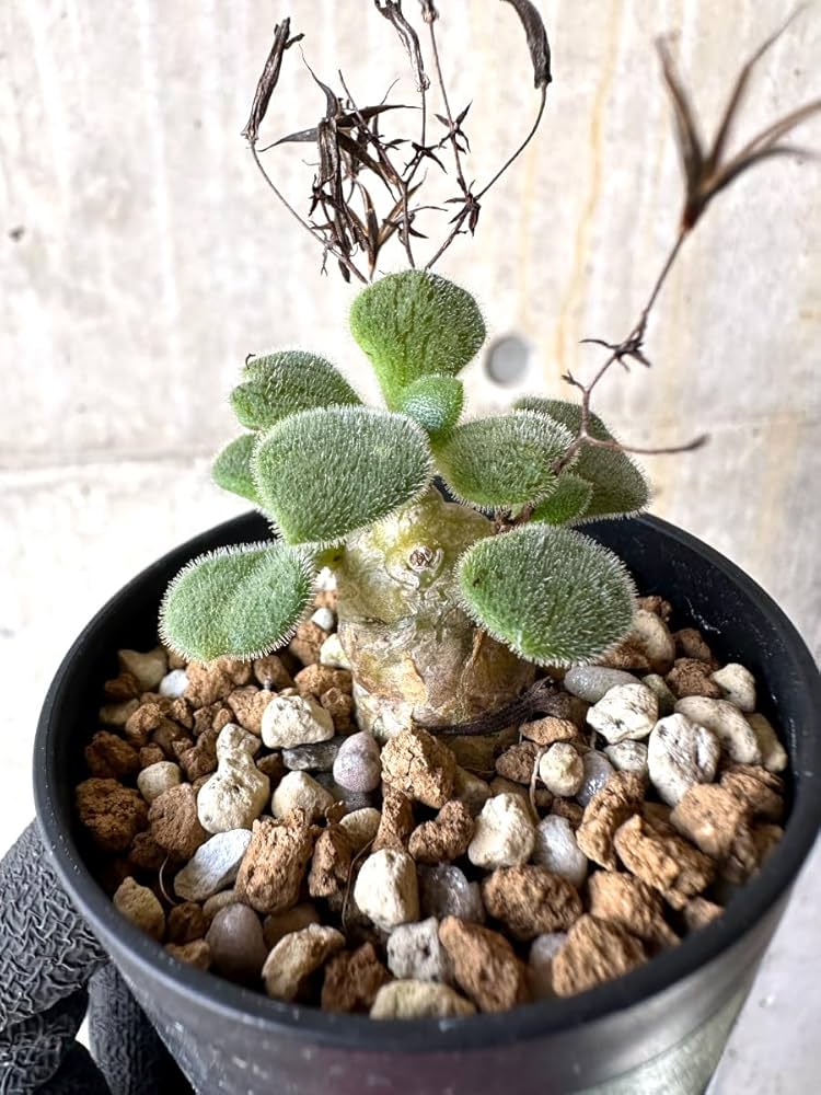 チレコドン　ノルティ 71ljD8xhn0L._AC_UF1000,