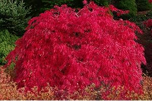 Scarlett Princess Japanese Maple Live Tree - A New Red Variety