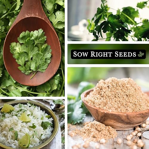 Miniatura 4 de Sow Right Seeds - Semillas de cilantro para plantar - Paquete de reliquia sin OMG con instrucciones para cultivar un jardín de hierbas de cocina