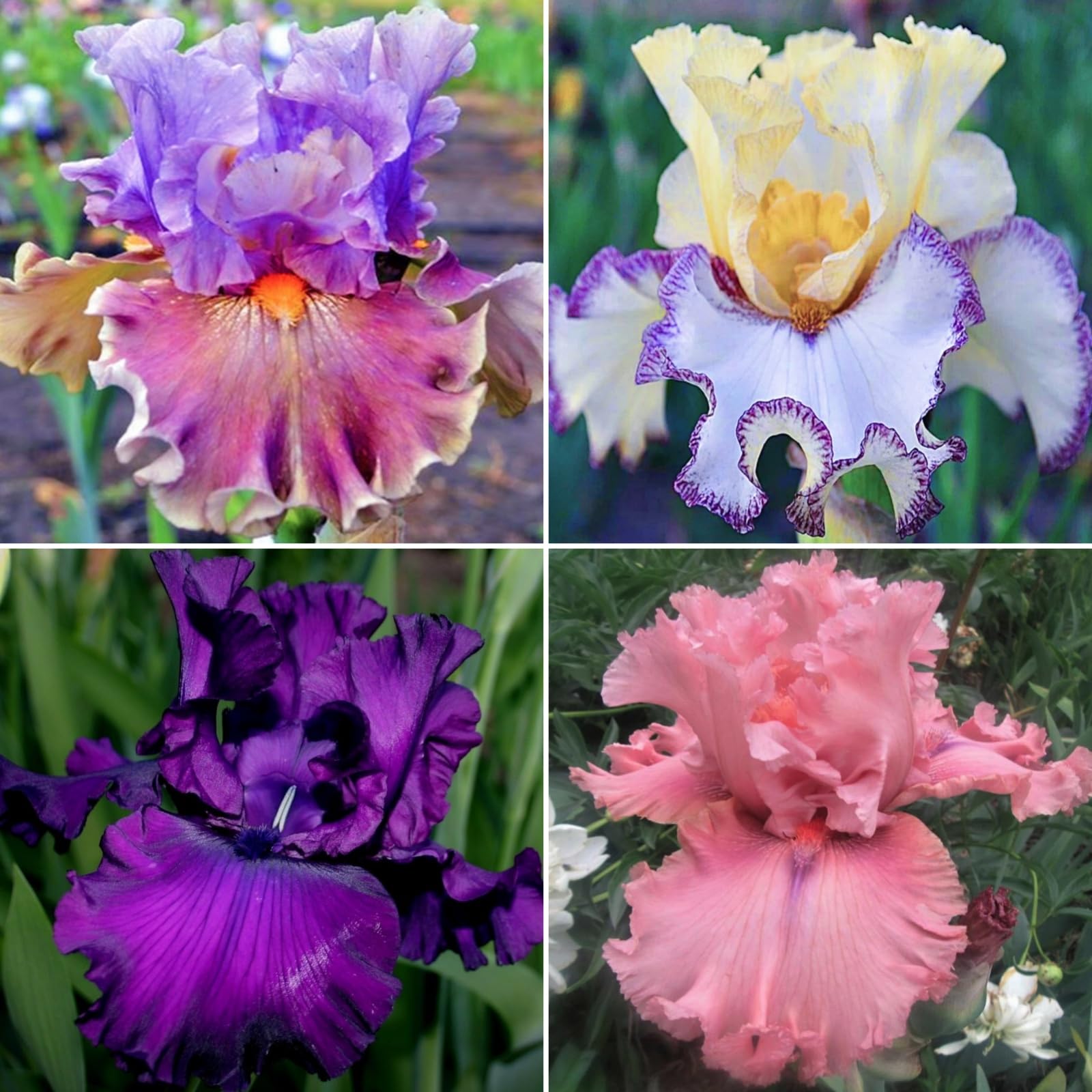 Simple Planting, Iris Bulbs for Planting, Perennial, Garden Flowers, Iris Bulbs, Wedding, Now UK, Perfect UK Now, 8bulb-f