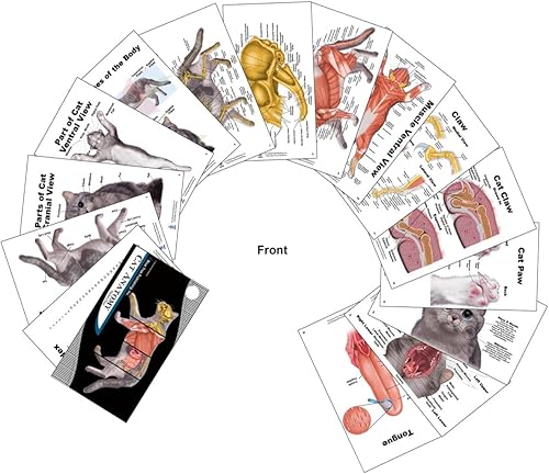 Miniatura 3 de Cuadernos de bolsillo de anatomía veterinaria para gatos, libro de ejercicios felinos de anatomía y fisiología veterinaria -30 páginas, 5 x 3
