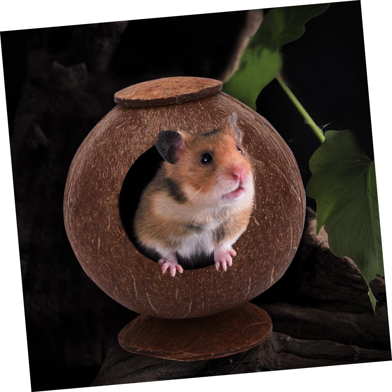 POPETPOP 2stücke Poliertes Kokosnussschalen-Nest Für Haustiere Geeignet Für Vögel Hamster Und Eichhörnchen Langlebiges Natürliches Design Mit Basis Für Gemütliche Umgebung
