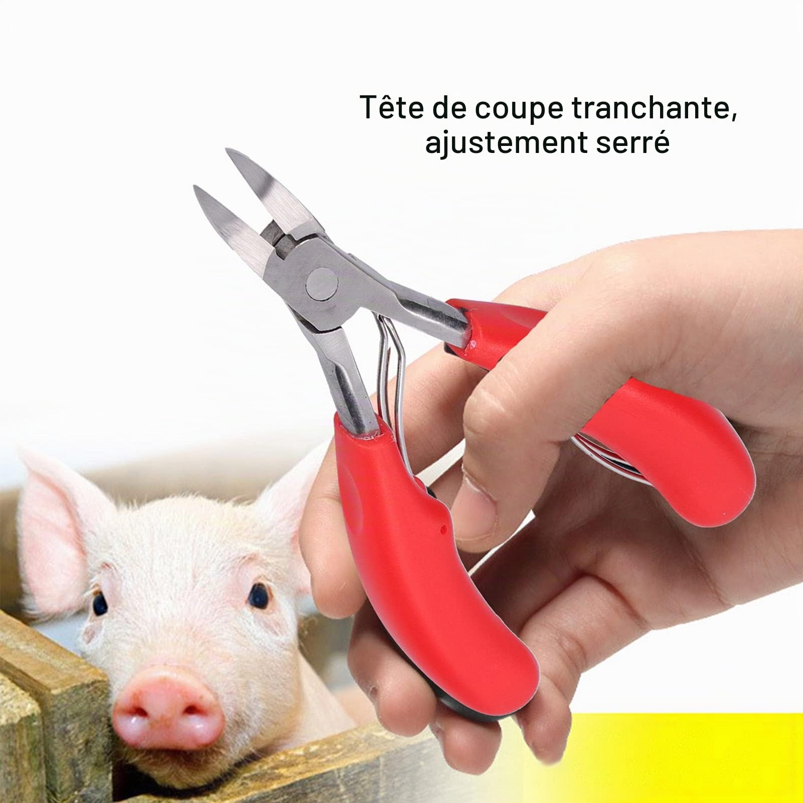 URRNDD Pince Coupante de Dents pour Porcs Matériau en Acier Inoxydable Adapté pour Couper Les Dents de Bébé de Petits Animaux Tels Que L'équipement D'élevage de Porcelets/Lapins(Rouge)