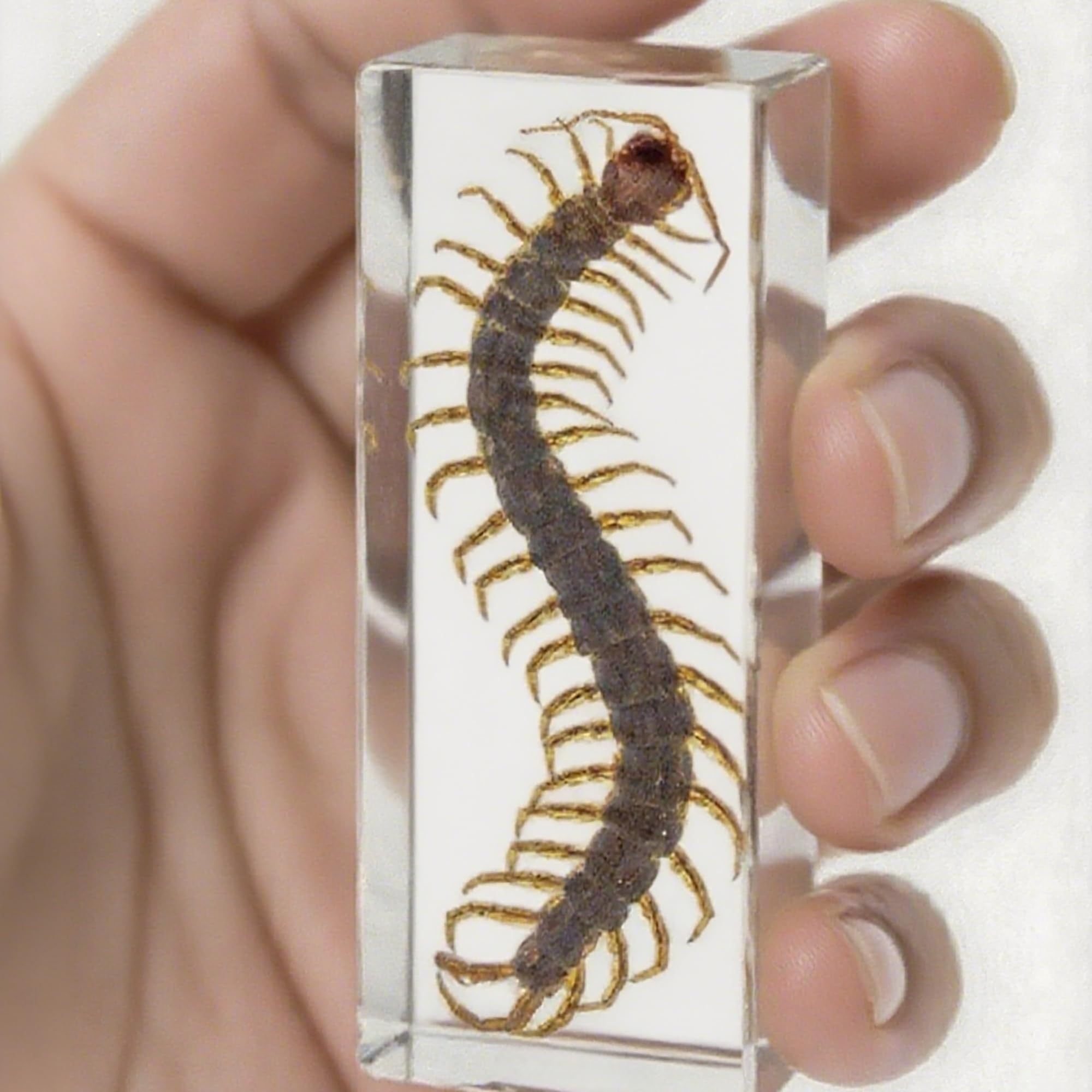 Real Centipede in Clear Resin – Preserved Insect Specimen for Display, Educational Collection, or Unique Paperweight