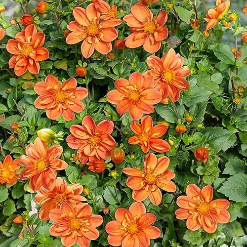 Miniatura 7 de Outsidepride Sunny Reggae - Semillas de dalia para plantar, 200 unidades, anuales, fáciles de cultivar, semillas de flores de larga temporada con
