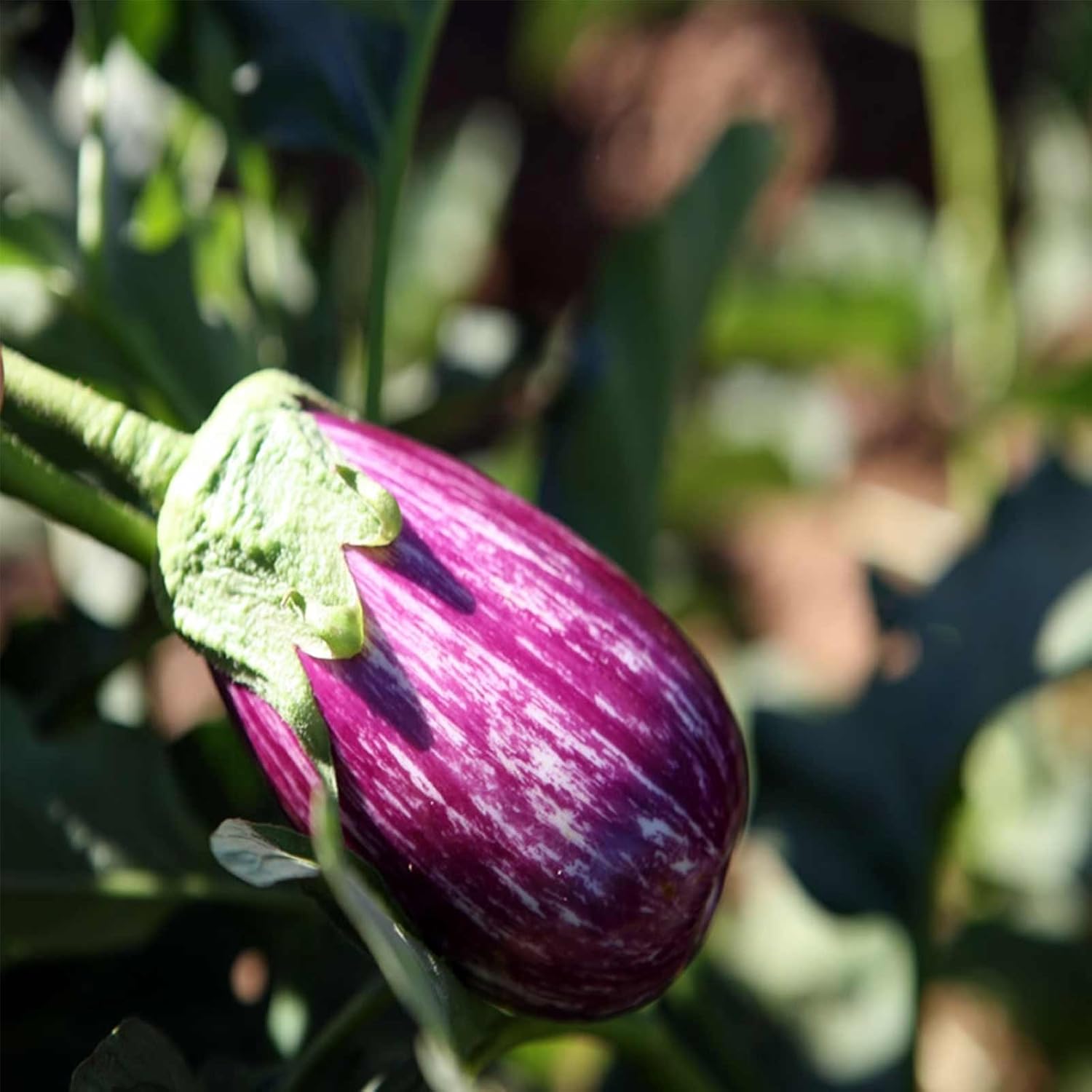 Fairy Tale Hybrid Eggplant Garden Seeds - 500 Seeds - Non-GMO Vegetable Gardening Seed - Solanum melongena