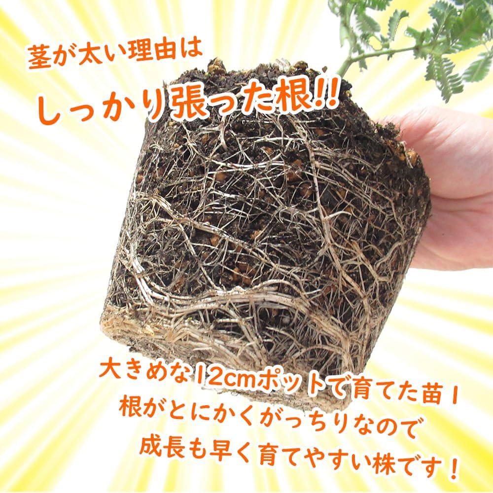 アカシアプルプレア　/296 ギンヨウアカシア＜銀葉アカシア＞・プルプレア 種子20粒 Blue