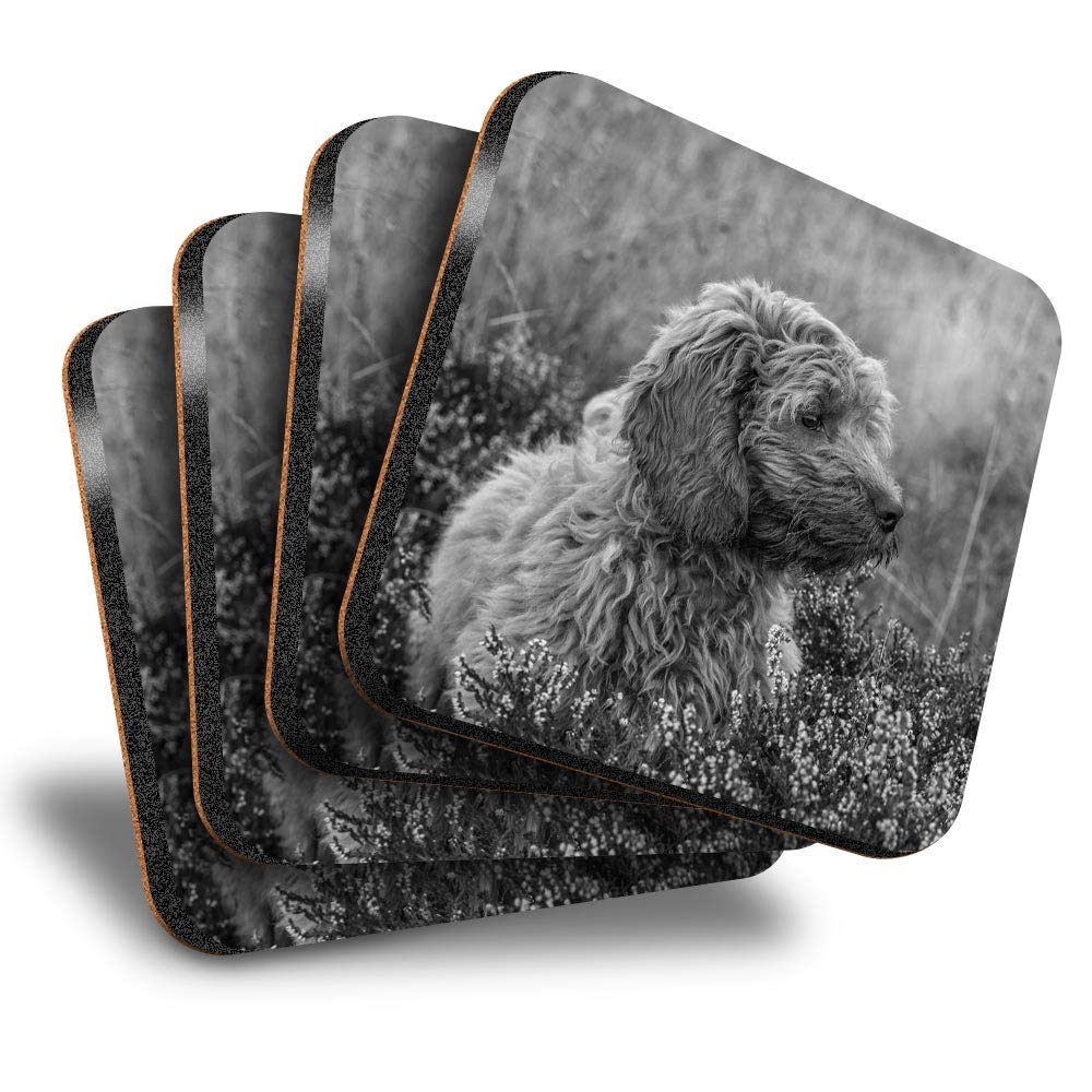 Destination Vinyl Ltd Multicolor Great Coasters (Set Of 4) Square - Bw - Fluffy Cockapoo Puppy Dog Drink Glossy Coasters/Tabletop Protection For Any Table Type #38650