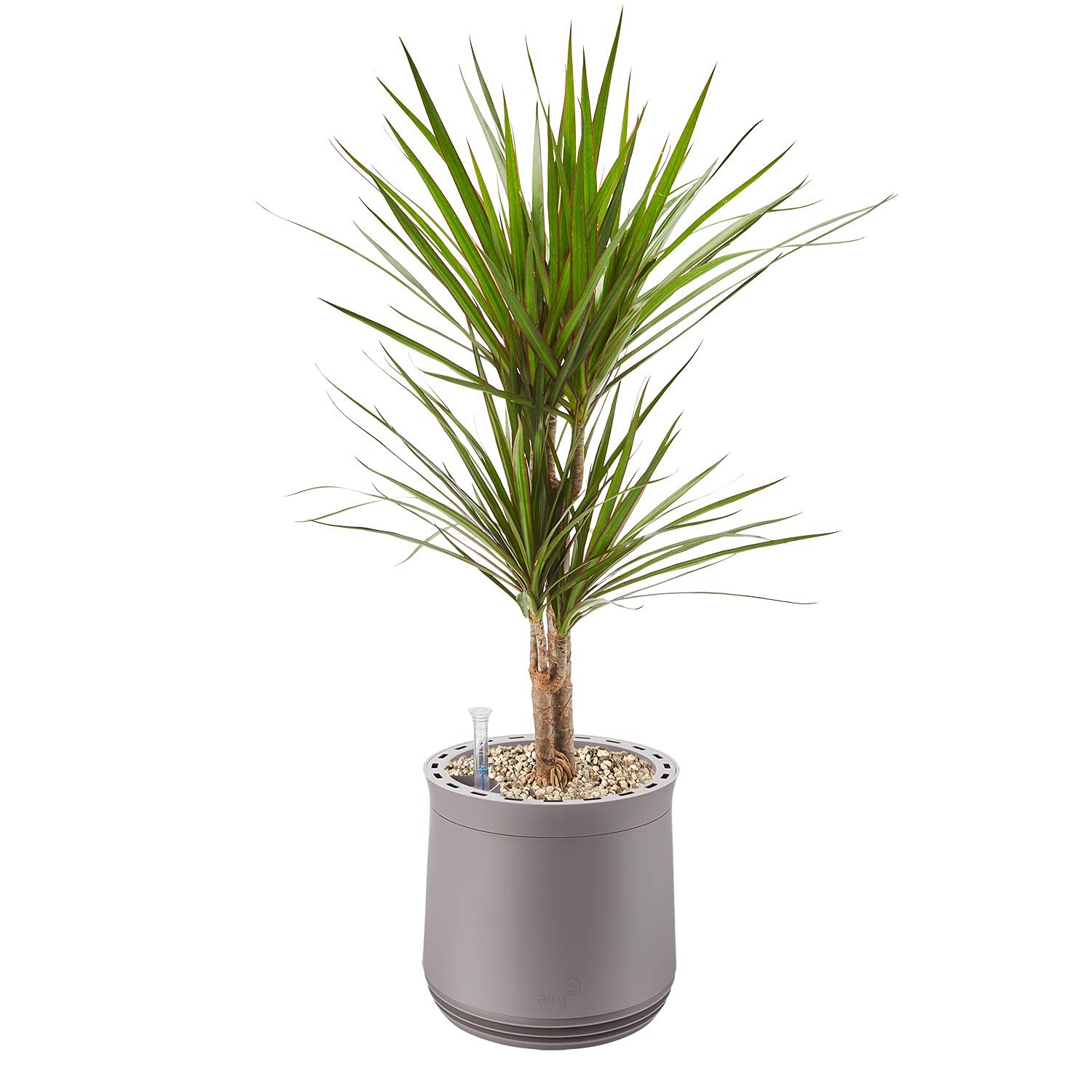 AIRY Pot M mit Drachenbaum & 6-L Airy Base Substrat  Natrlicher  Luftreiniger filtert Schadstoffe, Allergene & Gerche  Ideal fr Rume mit  ca. 20qm ...