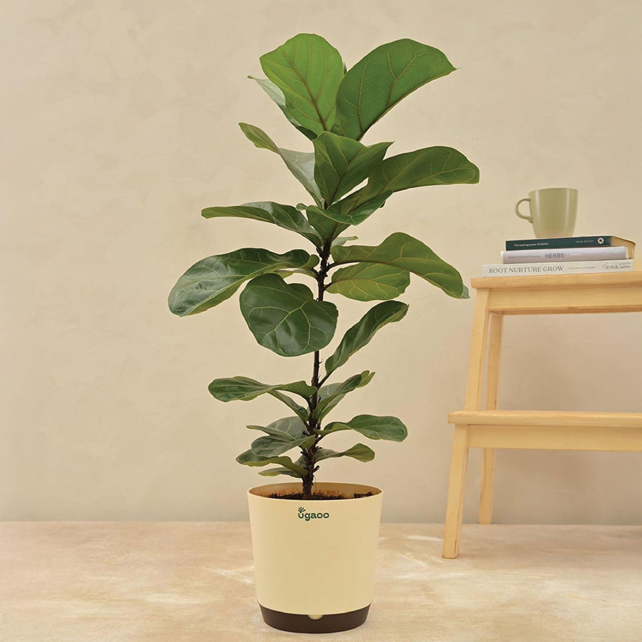 UGAOO Fiddle Leaf Fig Bambino Live Plant – Large Indoor Decorative Plant for Home and Office