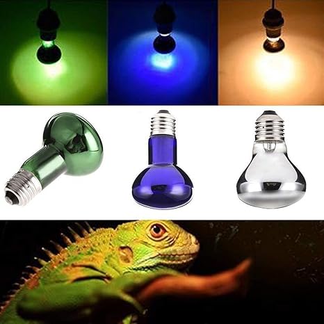 iguana light bulb