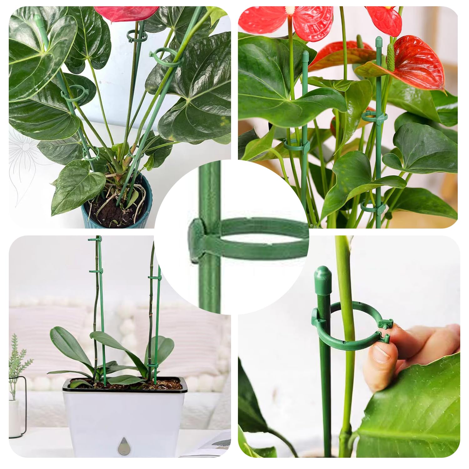 Amazon | 園芸支柱 植物支柱【10本組（花支柱*10個/フォルダ*10個】花