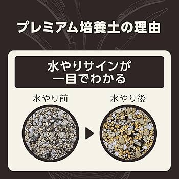 ママノエル 札付き 子株つき  多肉 ママノエル 札付き 子株つき 多肉