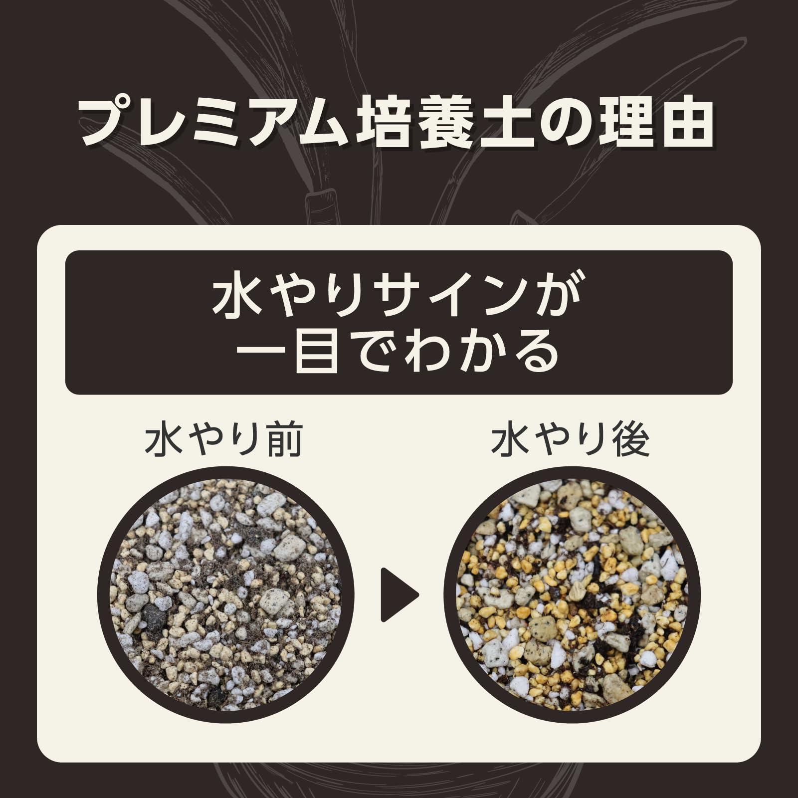 ご確認用 多肉 楽天市場】玉蓮 3頭 セダム Mサイズ5.5cmポット sedum