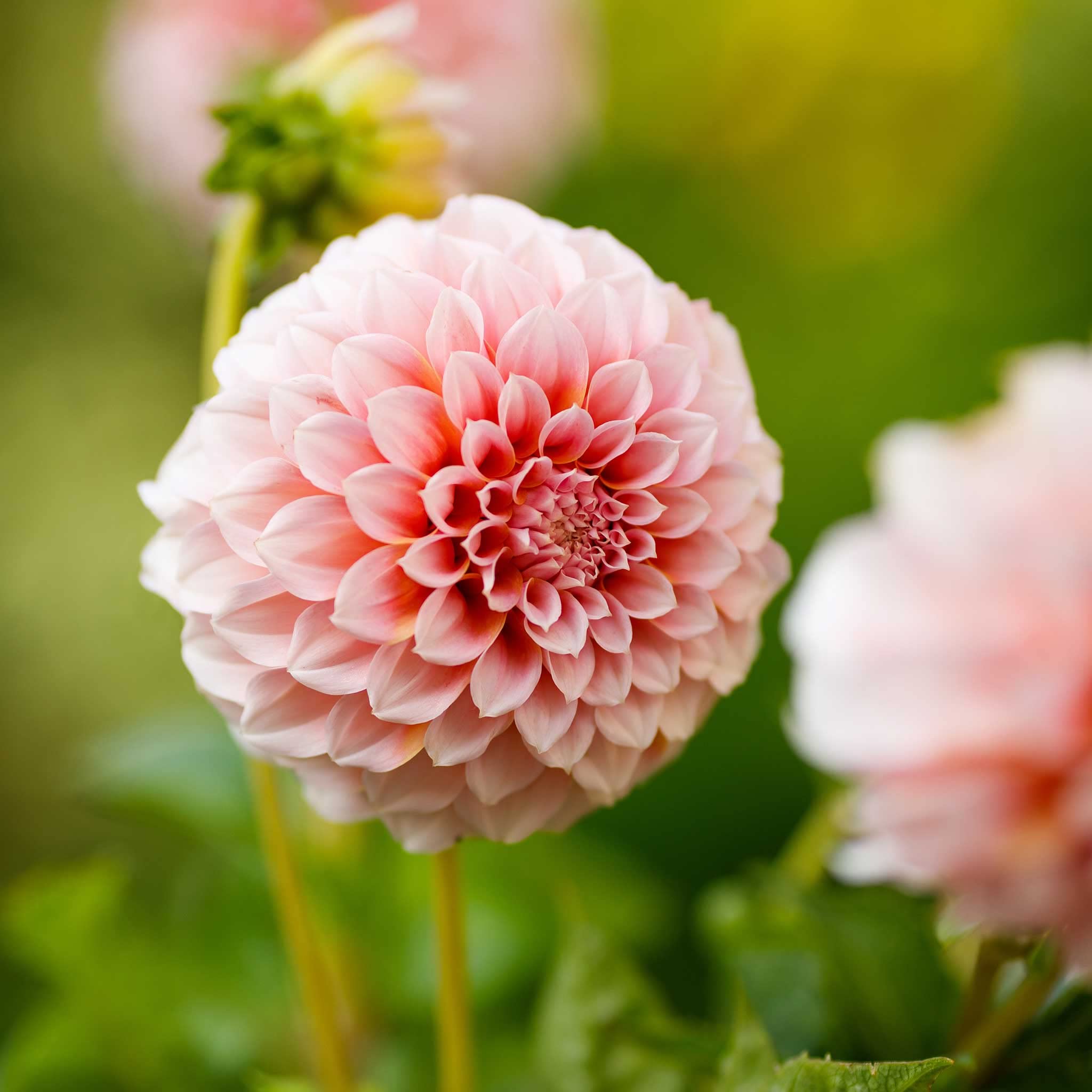 Eden Brothers Dahlia Bulbs