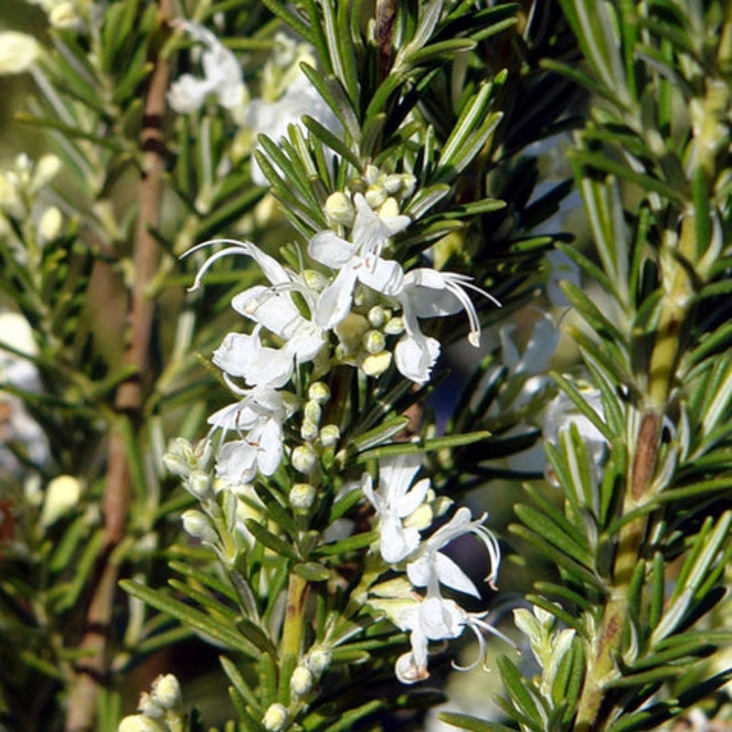 Gurveplantationi Real Rosemary Original Fresh Indoor Herb Plants Live Evergreen Rosmarinus Officinalis for Medicinal Home Garden Hair Growth with Pot Size Max 30 cm (White) (B0CTD3NVX3) Amazon Price History, Amazon Price Tracker