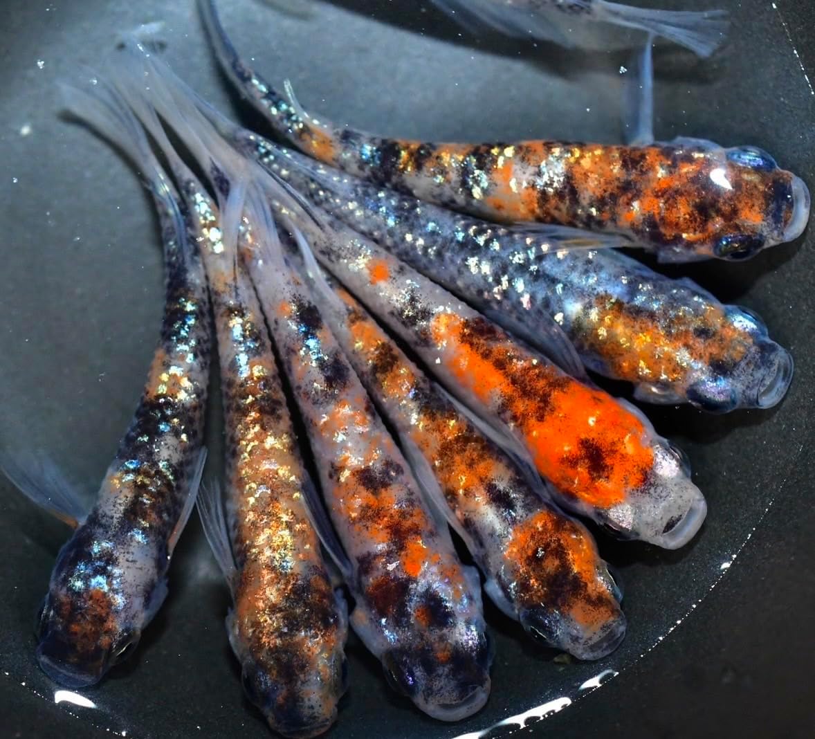 Amazon.com : Generic Japanese rice fish eggs Sanshoku rame eggs 20＋α ...