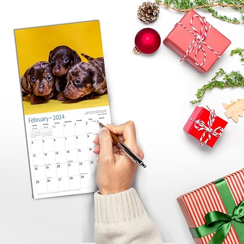 Miniatura 4 de Red Ember - Mini calendario de pared para espacios pequeños  Cachorros salchicha 2024 se puede colgar mensualmente por Red Ember  Solo 7 x 14