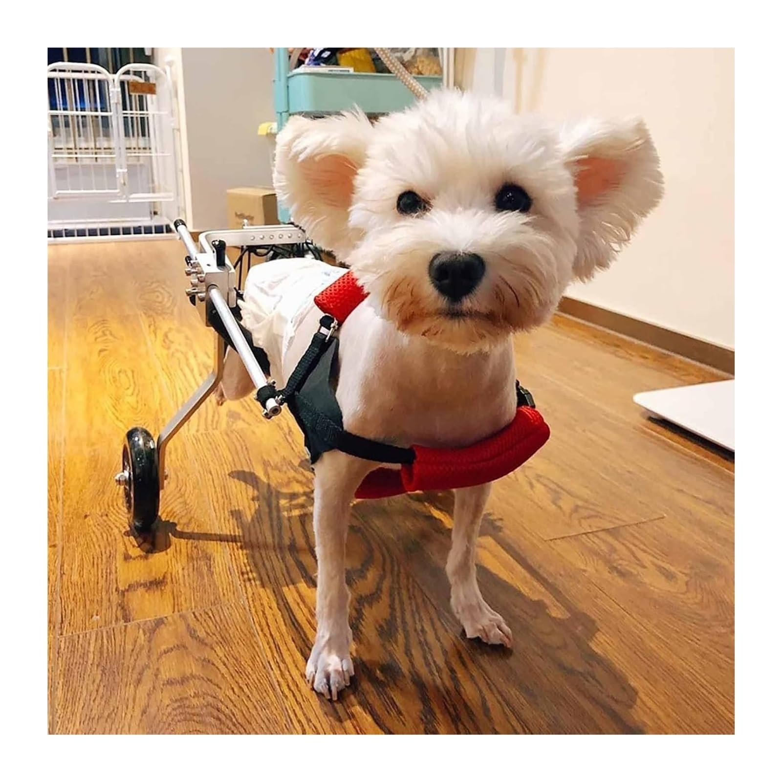 Fauteuil roulant pour chien handicapé aide à la mobilité des pattes arrières
