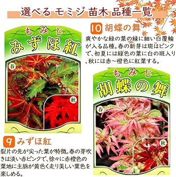 Amazon.co.jp: モミジ 苗木 【 10．胡蝶の舞 】 12cmロングポット 樹高