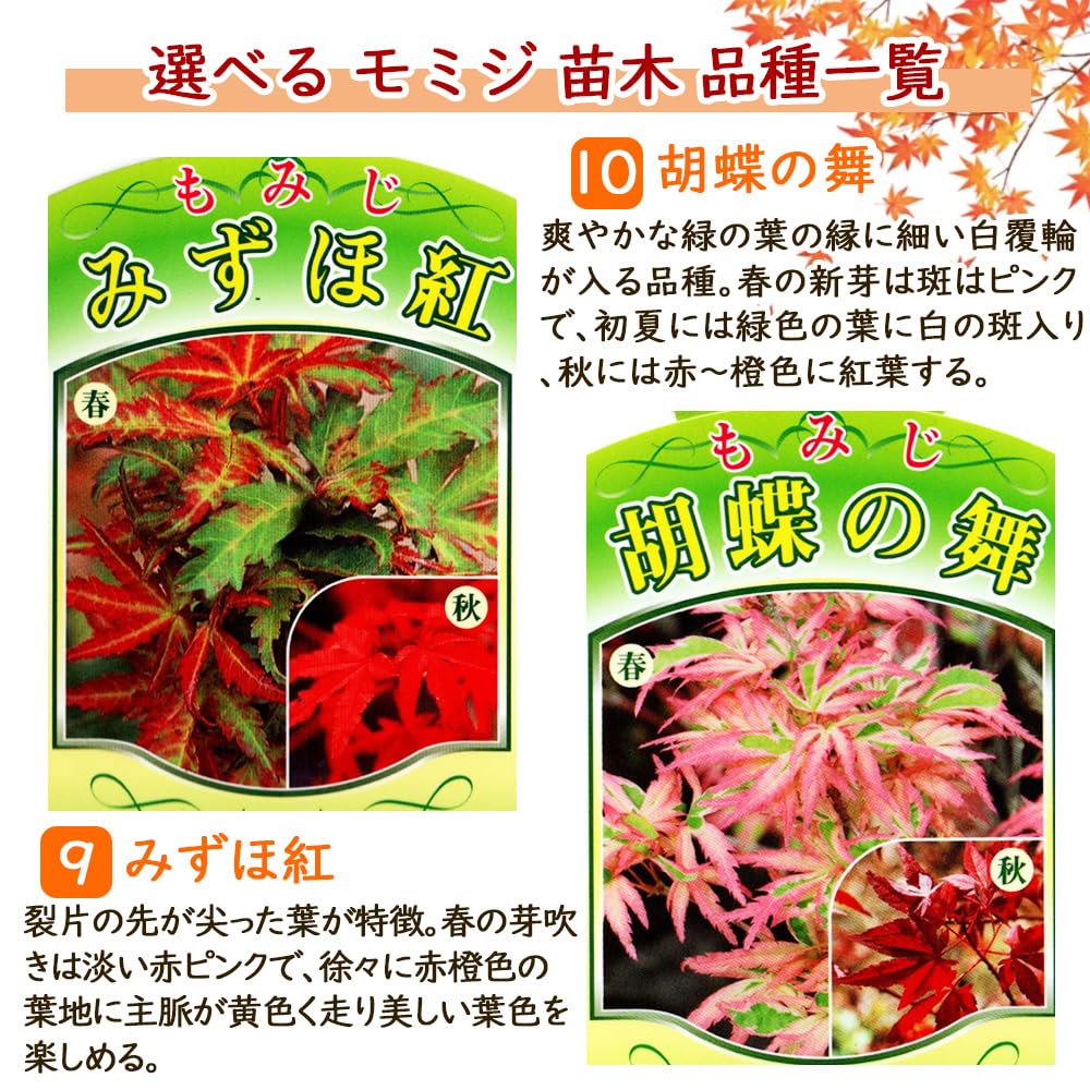 Amazon.co.jp: モミジ 苗木 【 9．みずほ紅 】 12cmロングポット 樹高