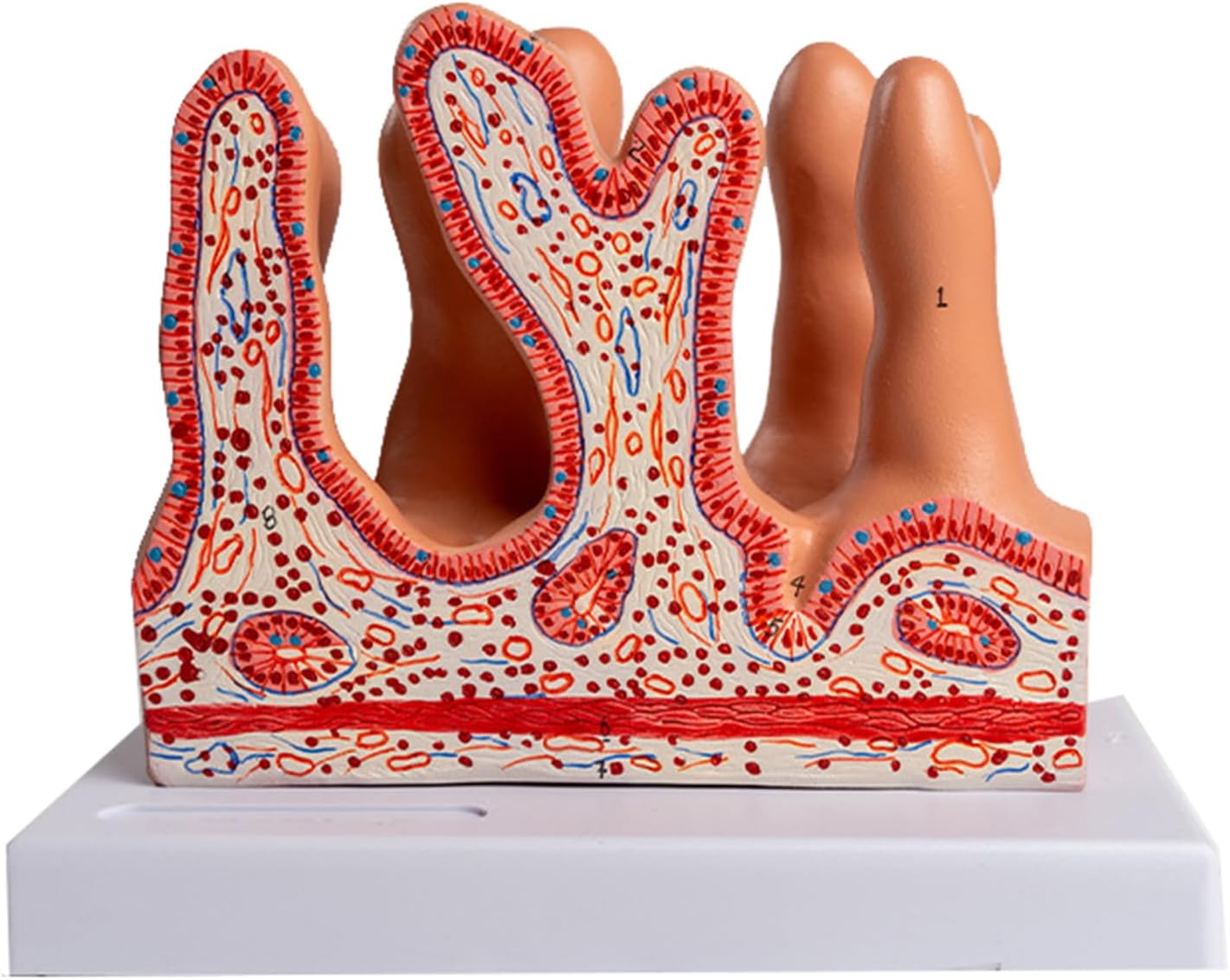 Enlarged Intestinal Villi Model - Digestive System Anatomy Model - for Jejunum And Small Intestine Villi Teaching Aids,Flesh,21cm