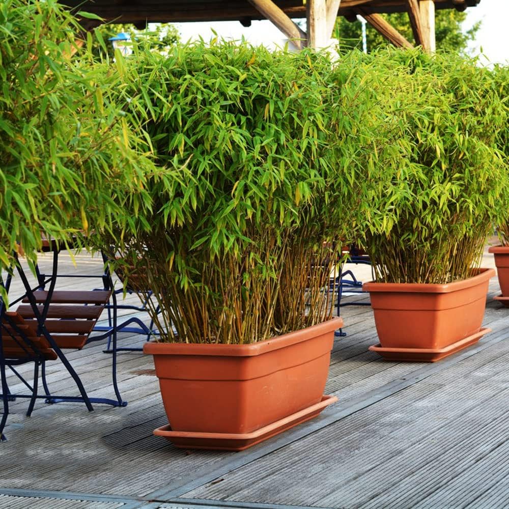 100 Semi Di Bambù Viola - Piante Per Giardino, Cortile O Balcone, Facili Da Coltivare - Foto 13