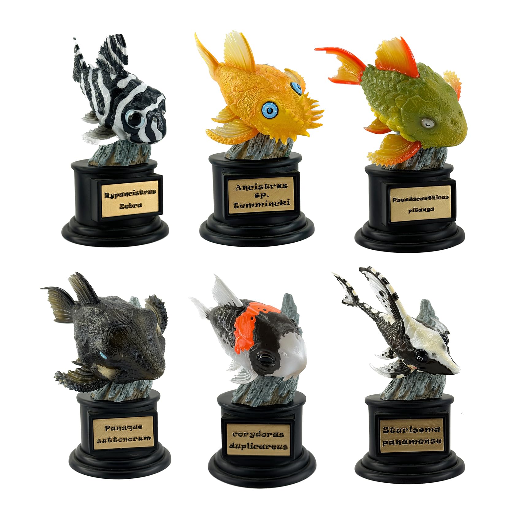 Amazon.co.jp: 博物志 プレコ 12-13CM プレコストムス 観賞魚 淡水魚