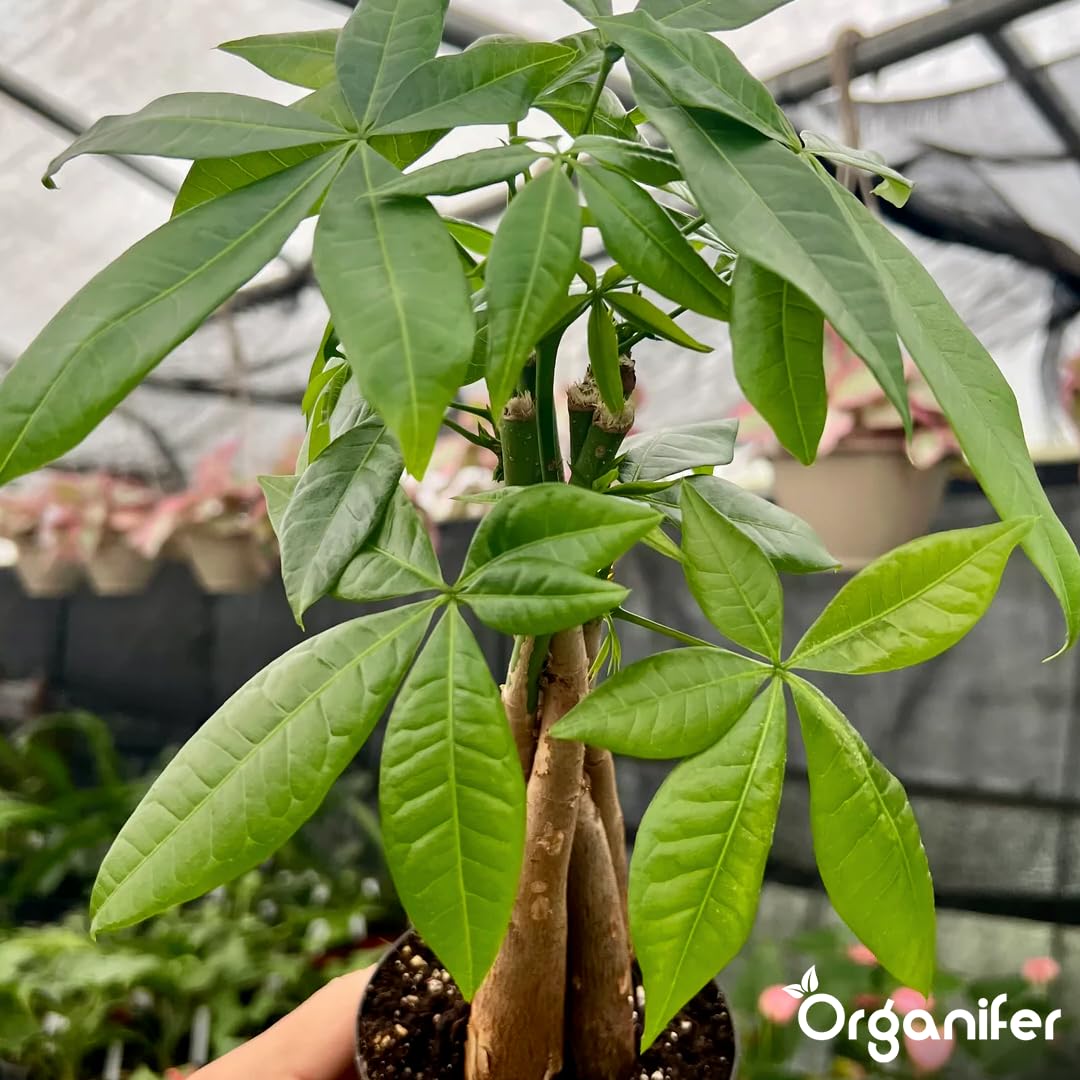 Fertilizzante liquido organico 1L per albero dei soldi – piante forti e fogliame rigoglioso – Organifer