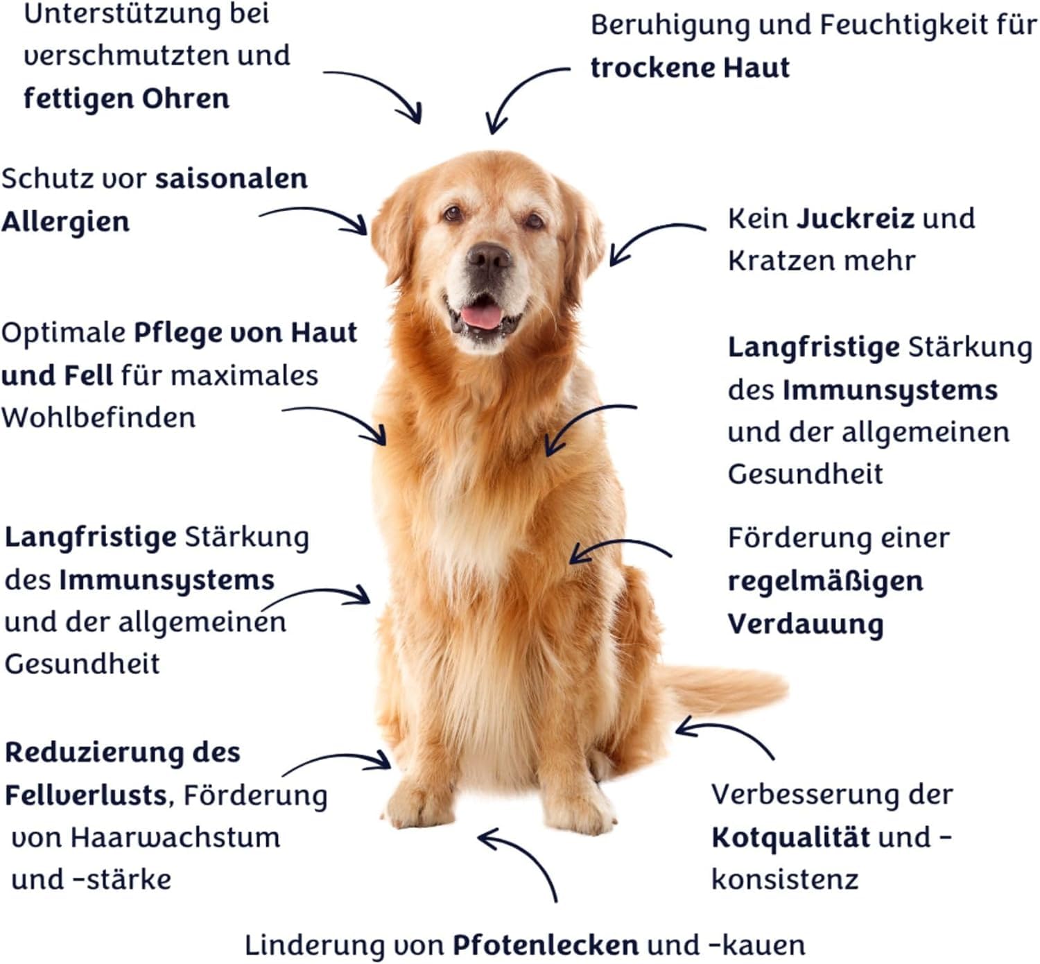 gutQR | Advanced Gut Health Supplement für Hunde | Klinisch erprobte Präbiotika, Probiotika, Postbiotika | Unterstützt Verdauung, Immunität & Hautgesundheit | Darmpulver (180 Messlöffel)