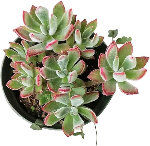 Miniatura 3 de Zapatilla de rubí Echeveria Harmsii de 4 pulgadas - Plantas suculentas vivas - Plantas suculentas raras vivas - Plantas suculentas únicas vivas -