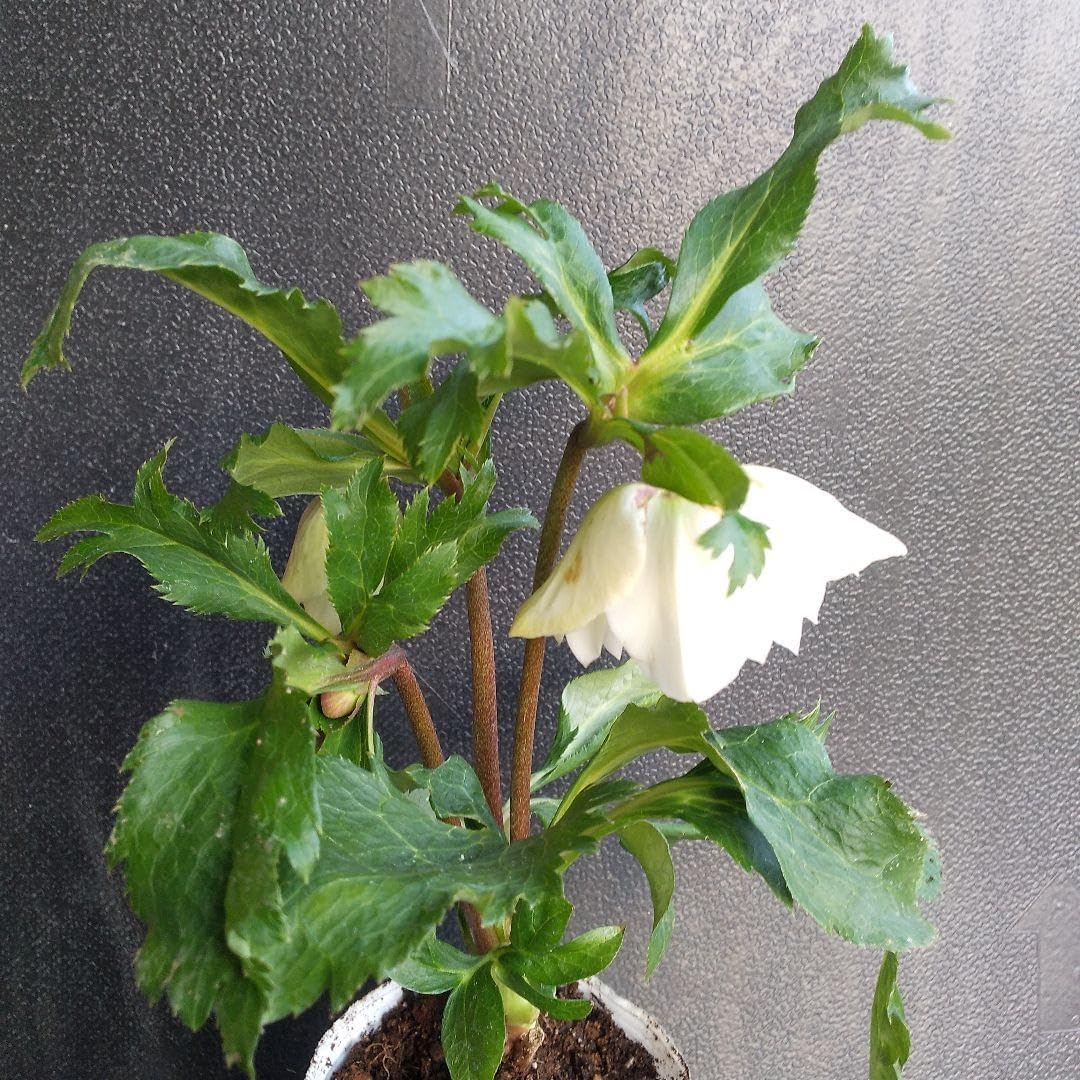 バラ苗 挿し木 和 N*l様 1苗のみ 和バラ 挿し木苗 バラ苗 1420_4472x