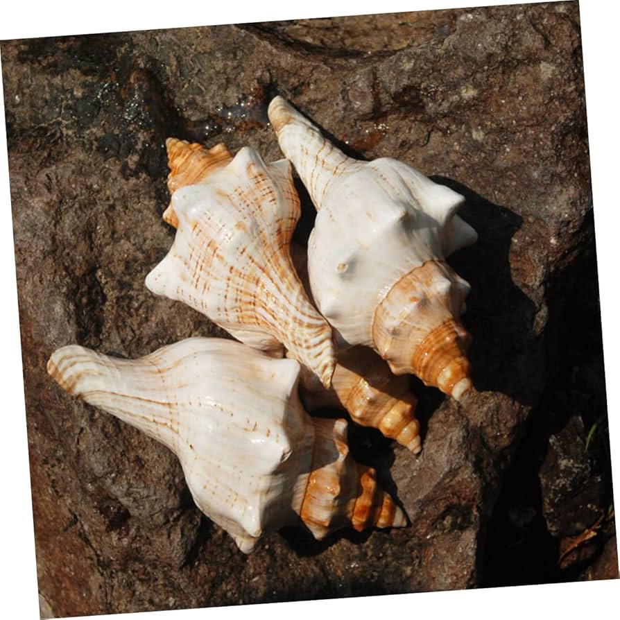 巻貝 キャラメル色 縞々貝殻 標本 水槽 アクアリウム 郷土品 アフリカ産 巻貝 キャラメル色 縞々貝殻 標本 水槽 アクアリウム 郷土品