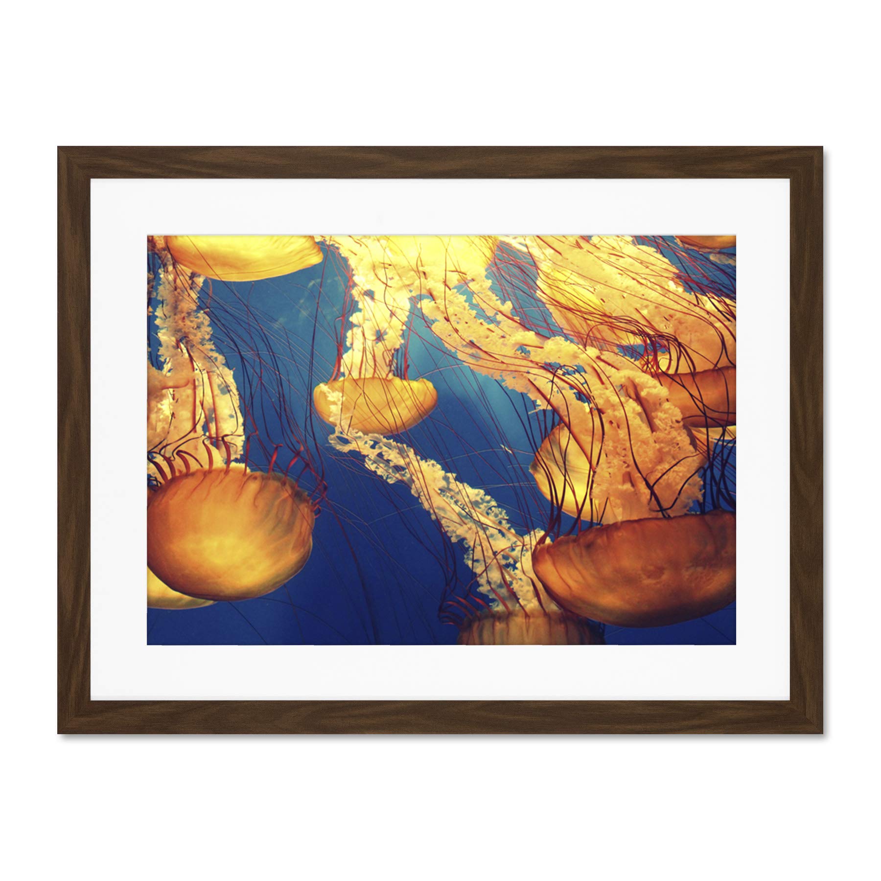 Jellyfish Group Underwater Ocean Large Art Print Poster Wall Decor 18x24 inch Supplied Ready To Hang With Included Mount Brackets