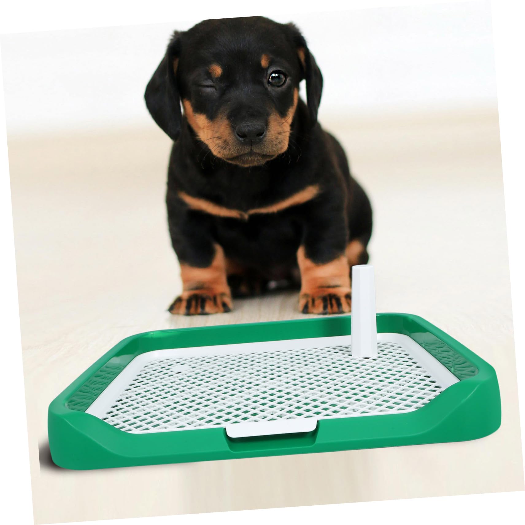Amazon | Kisangel 犬用トイレ 屋内トイレ 小型犬用 滑り止め付き