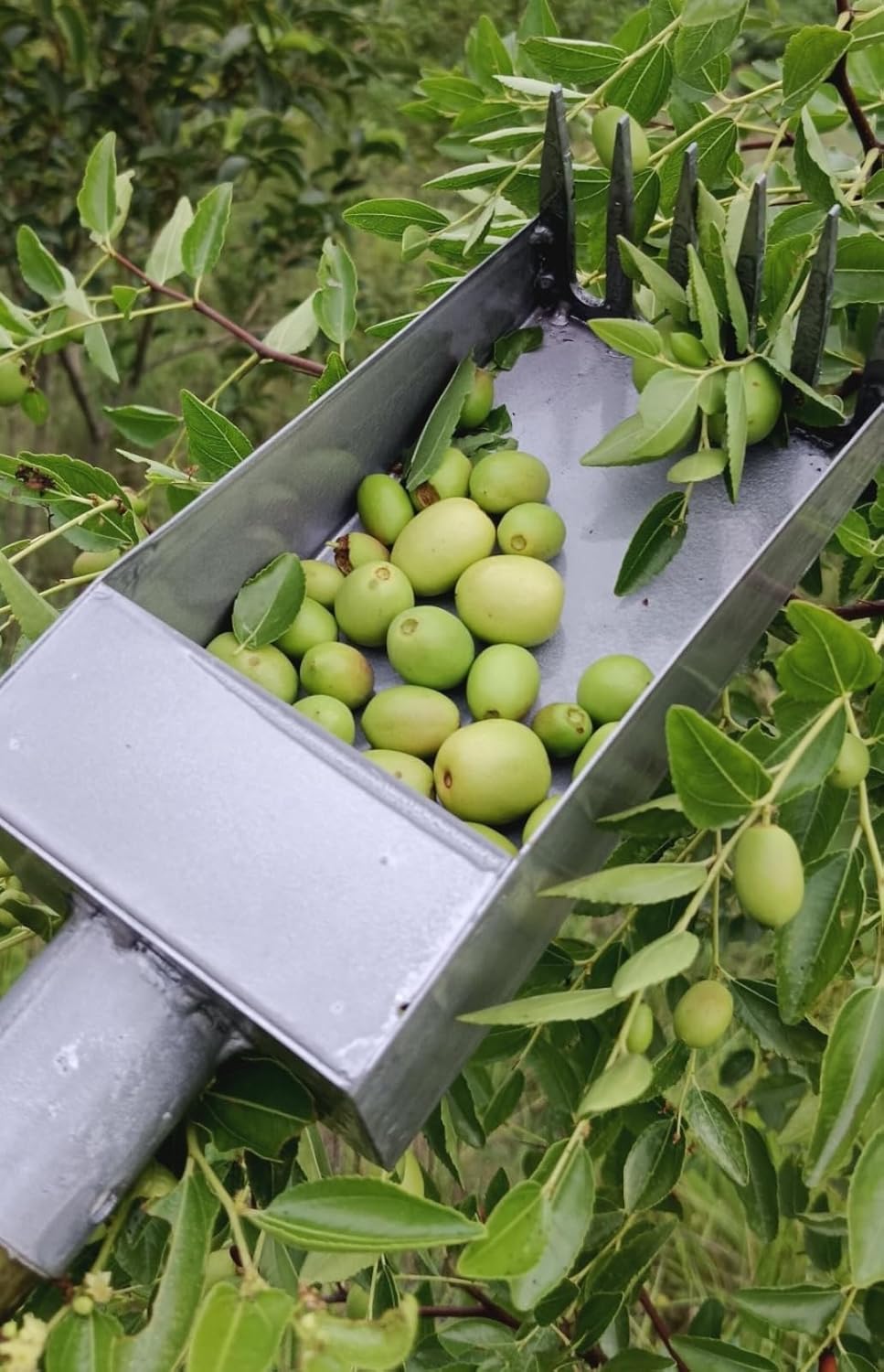 New jujube Picker, Manual Agricultural jujube Picker, Anti-stinging jujube Raspberry Blueberry Tool, Fruit Picker. Need Additional Handle According to Individual Needs Length.